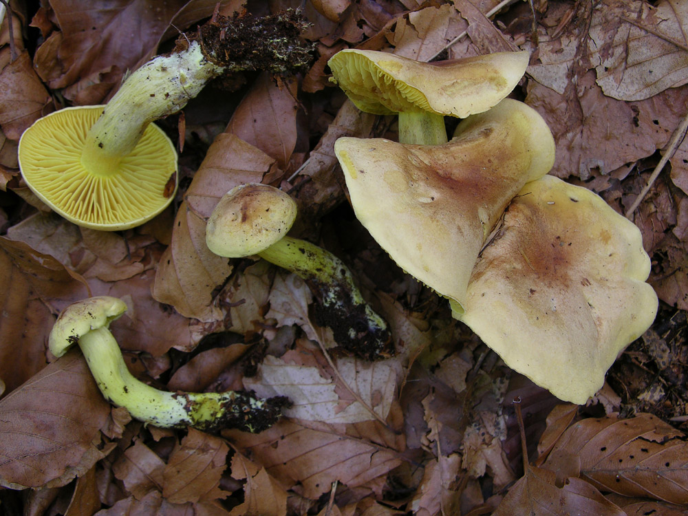 Tricholoma bufonium (Pers.) Gillet,